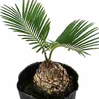 蘇鉄　大小3本 ソテツ 3号 蘇鉄 観葉植物 1803 | PLARE